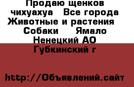 Продаю щенков чихуахуа - Все города Животные и растения » Собаки   . Ямало-Ненецкий АО,Губкинский г.